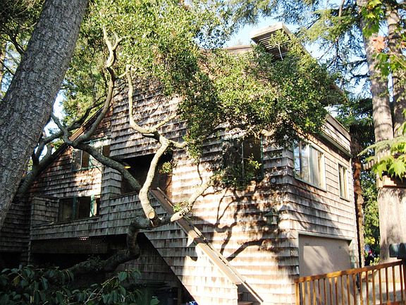 Tree filtered light on 3 sides