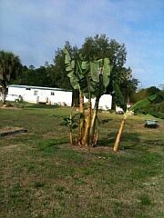 Producing Banana Plants