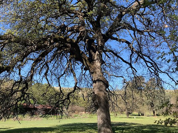 75+ yr old oak tree