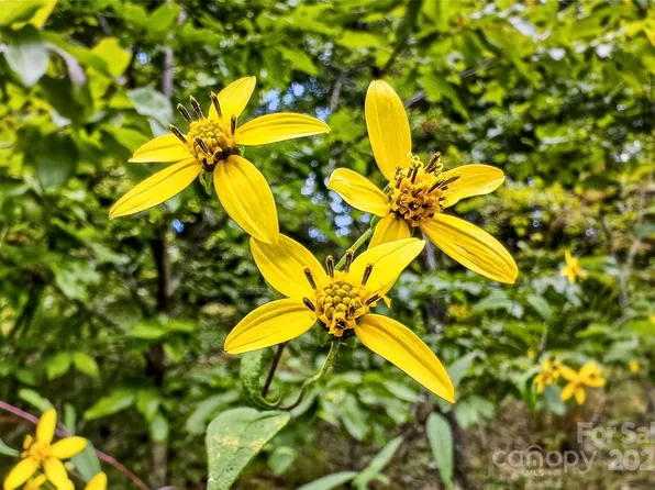 1696 Catawba Falls Pkwy #190, Black Mountain, NC 28711