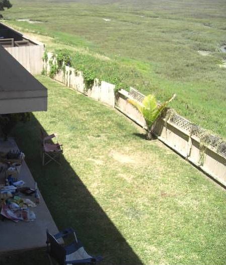 view of backyard