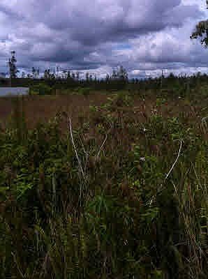 1st image of Silversword Ct Lot 6-14