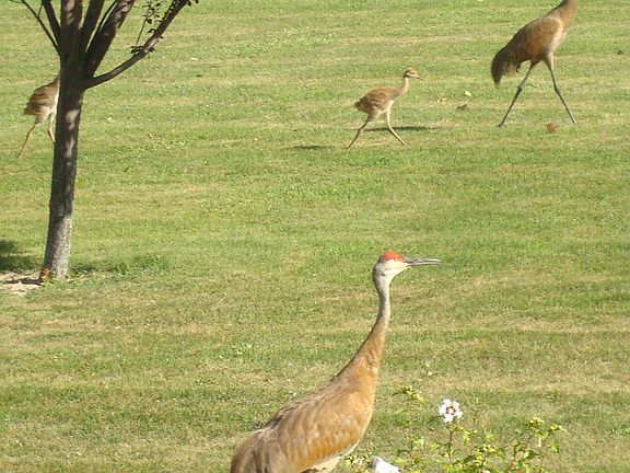 Wildlife