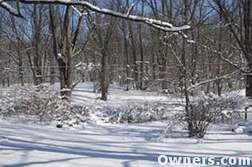 view of the backyard