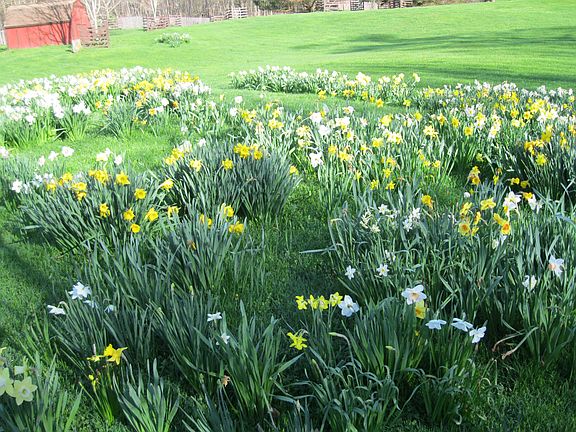 spring daffodils-no care