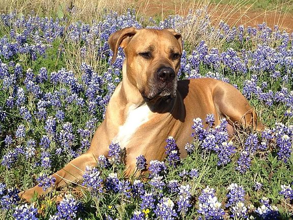 Bluebonnets on property.