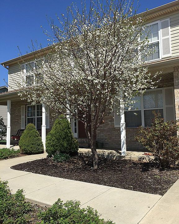 Cherry tree in bloom