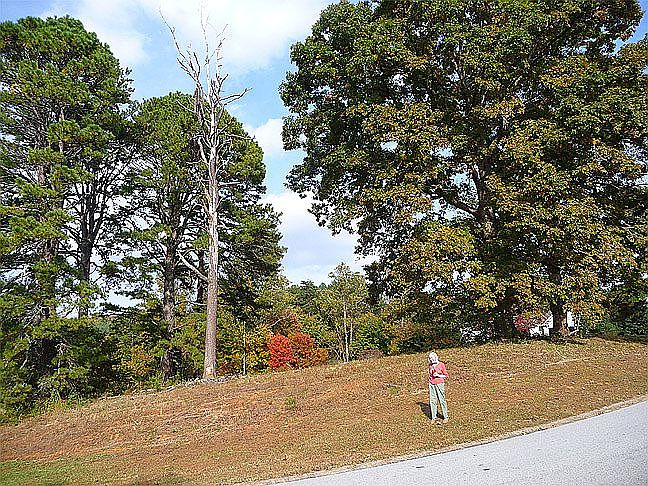 2nd image of Granny Smith Circle The Orchard Gcc Lot 155