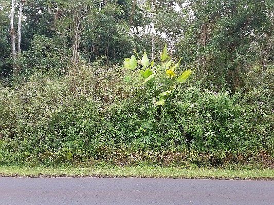 1st image of Silversword Ct Lot 18