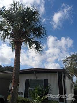 Your Very Own Palm Tree