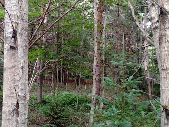 4th image of Norway Ct #11