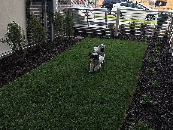 Side Yard Dog Run Dog Doors