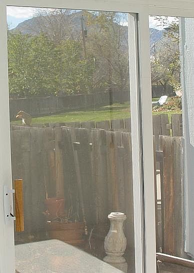 Back View/Patio