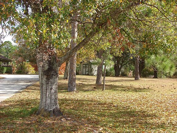 Trees line driveway