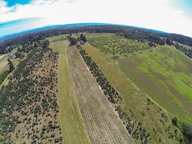50 acres, Xmas Trees