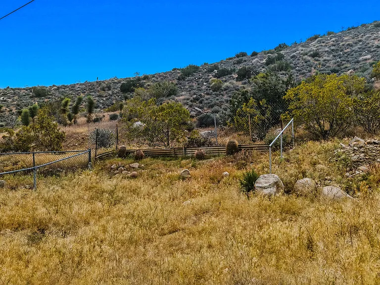 Blue Coyote — Photo 13