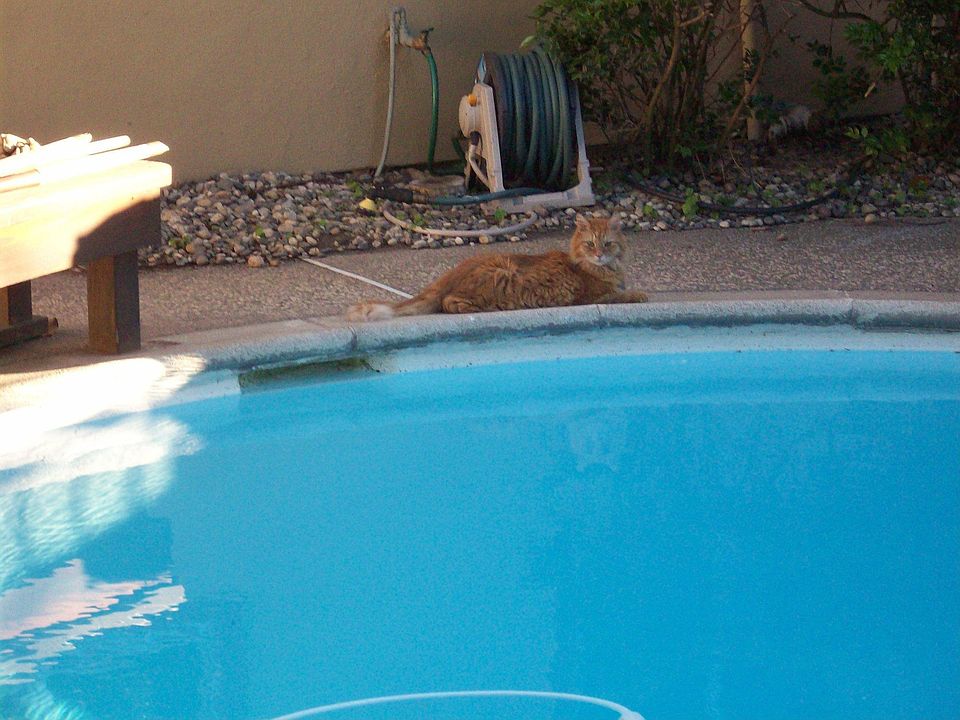 updated pool