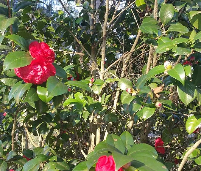 Blooming Camilla's in Back Yard