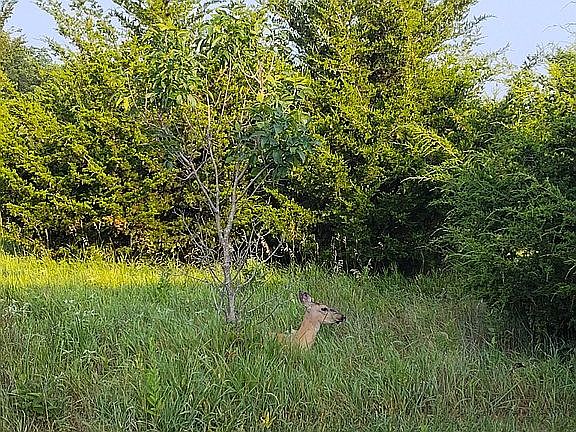 5th image of 105 Wilderness Trl