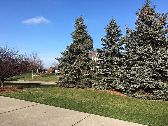 Mature Blue Spruce