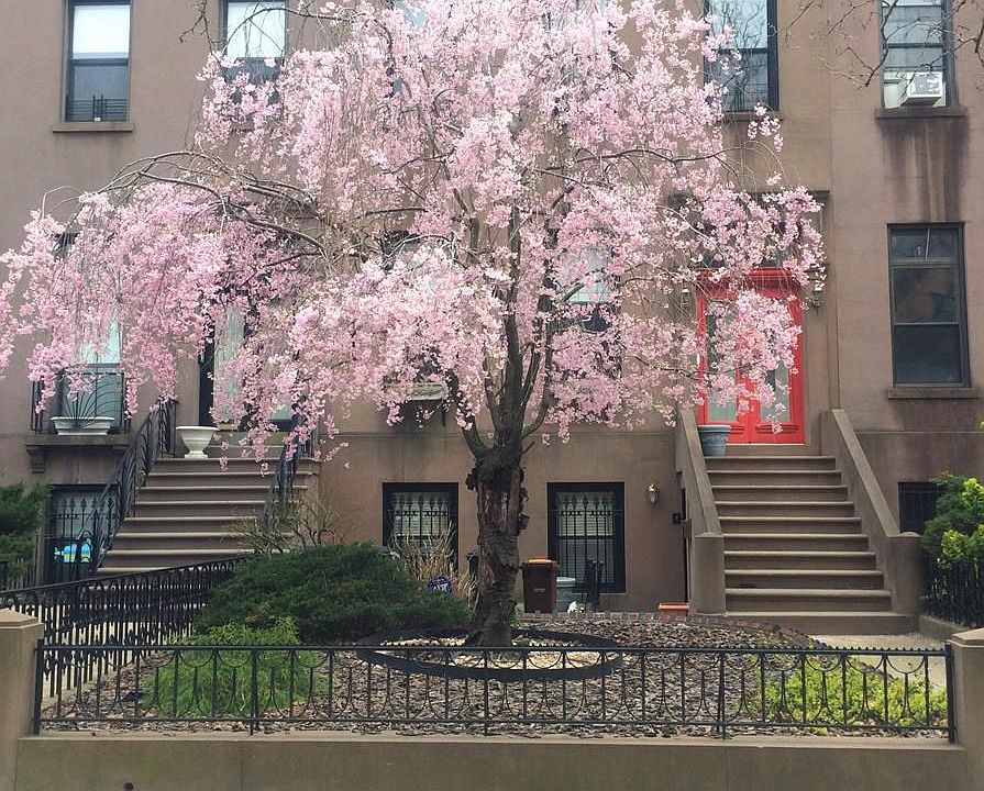 1st image of 44 1st Pl APT 1