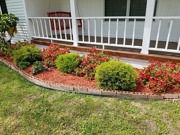 Azaleas in bloom