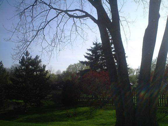 Panoramic back yard view