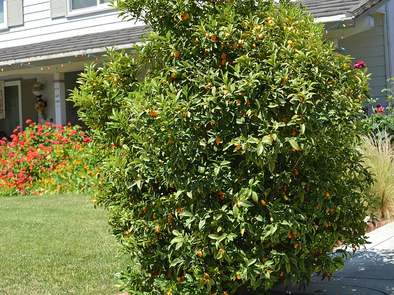 Fruit trees