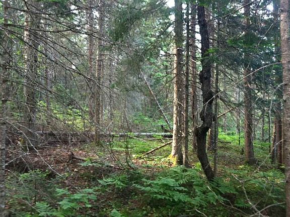 4th image of 40 Acres Peshekee Grade