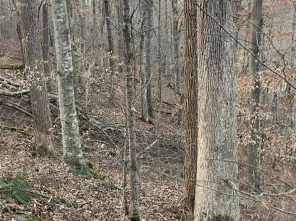 0 Salt Lick Rd, Burkesville, KY 42717