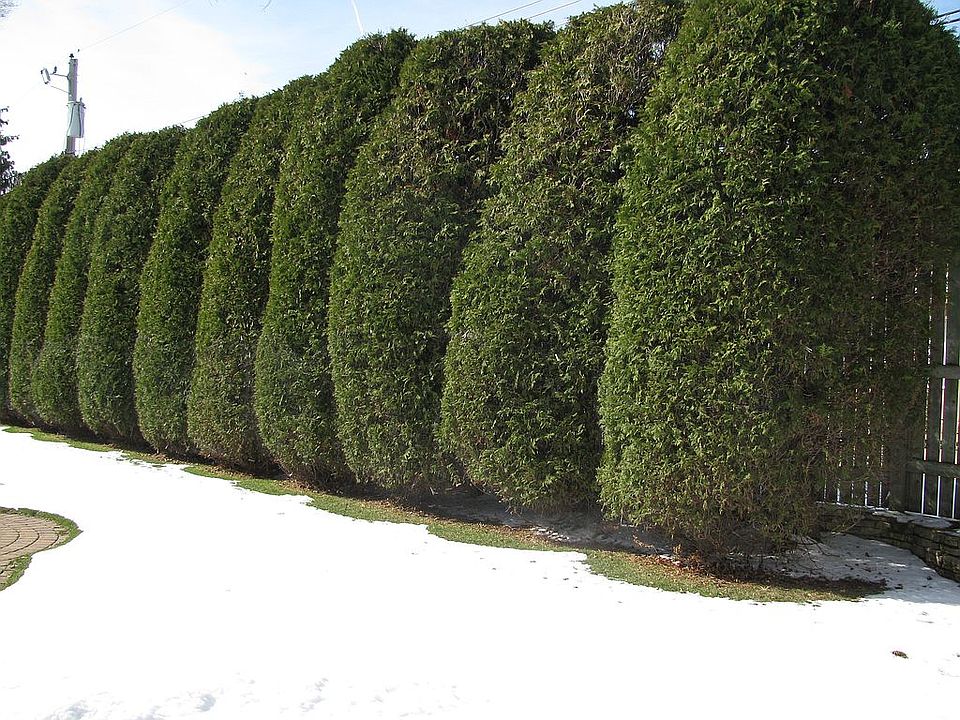 Back Yard -11 Arborvitas