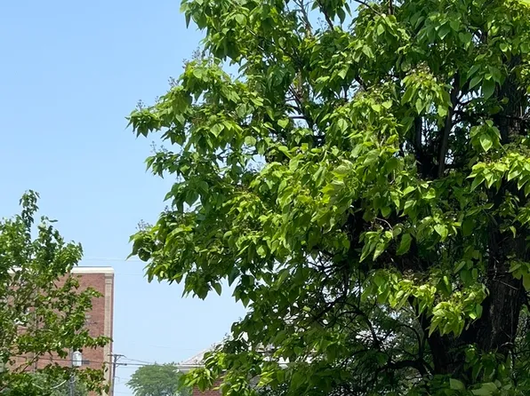 3334 W Warren Blvd, Chicago, IL 60624