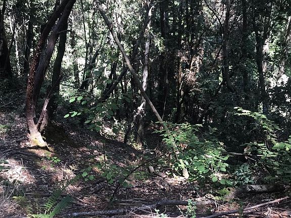 4th image of Huckleberry Ave