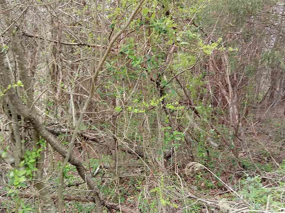 2nd image of LOT 41 Pecan Tree Ln