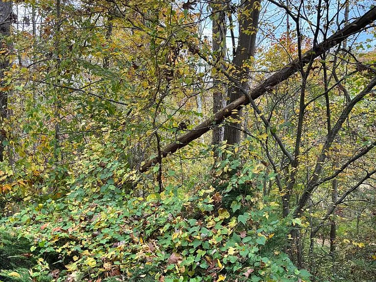 6803 Wild Rose Ct — Photo 49