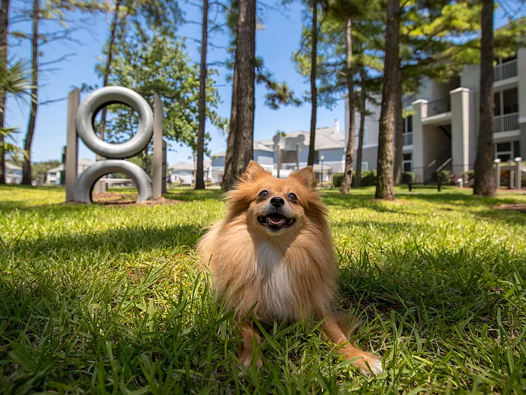 Discover pet-friendly living at Banyan Bay! Our on-site off-leash dog park is the perfect place for your furry friend to play and make new pals.