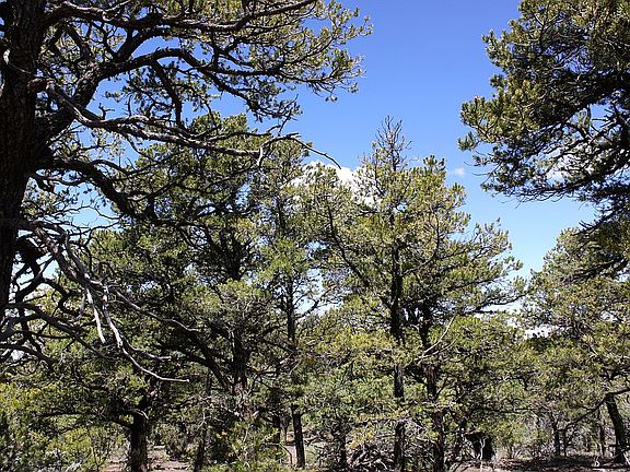 Great Views with Great trees