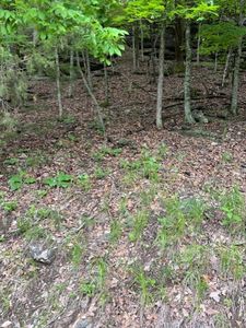 Dogwood Dr #36, Garfield, AR, 72732