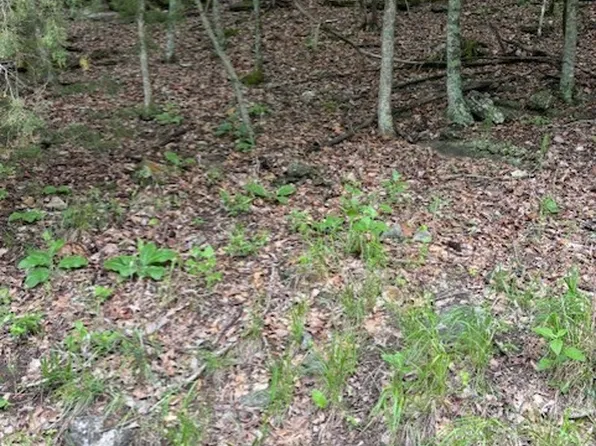 Dogwood Dr #36, Garfield, AR 72732