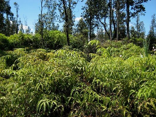 3rd image of Aulii St Lot 30