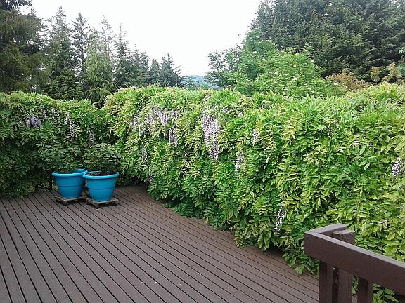 Wisteria provides privacy