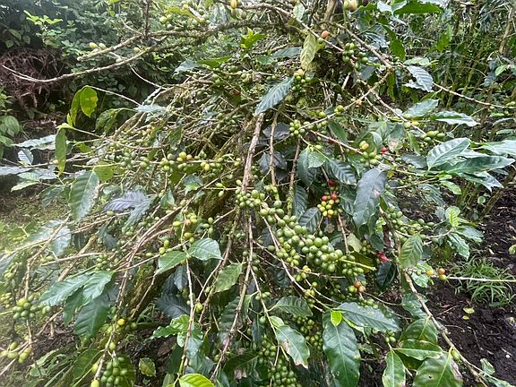 4th image of Kokokahi Rd Lot 37