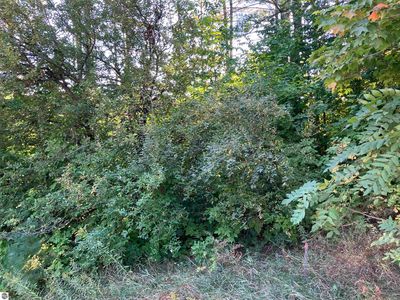 0 Cool Rd SE LOT A, Kalkaska, MI, 49646