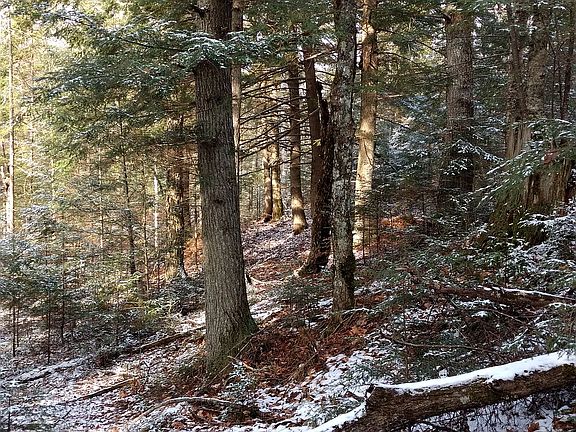Old Hemlock Grove.