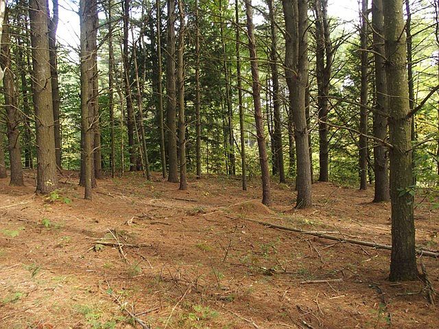 2nd image of 0 Hazen Rd