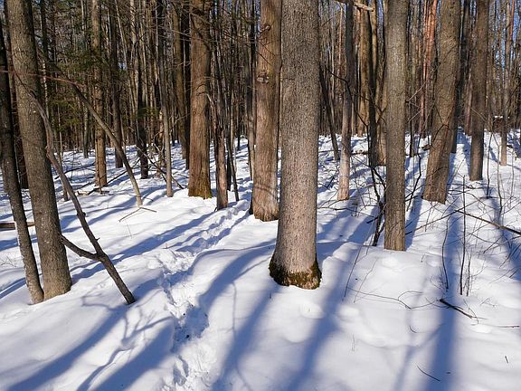 5th image of +/-3 Acres CEDAR STREET