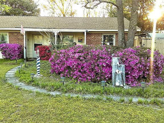 Azaleas in bloom