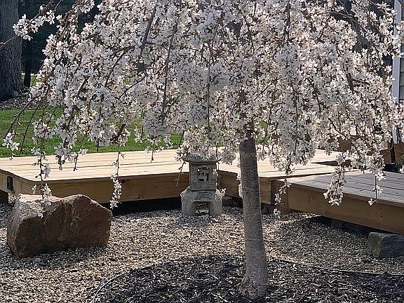 6’ weeping cherry (north)