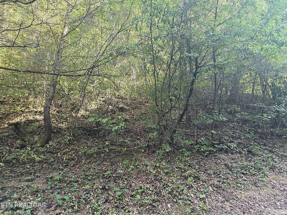 2nd image of Black Bear Cub Way
