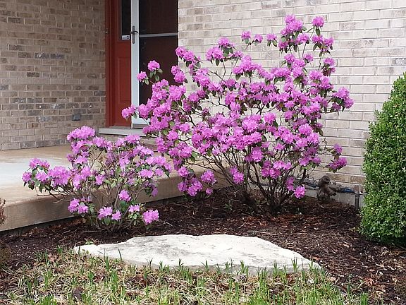 Spring Rhododendrons